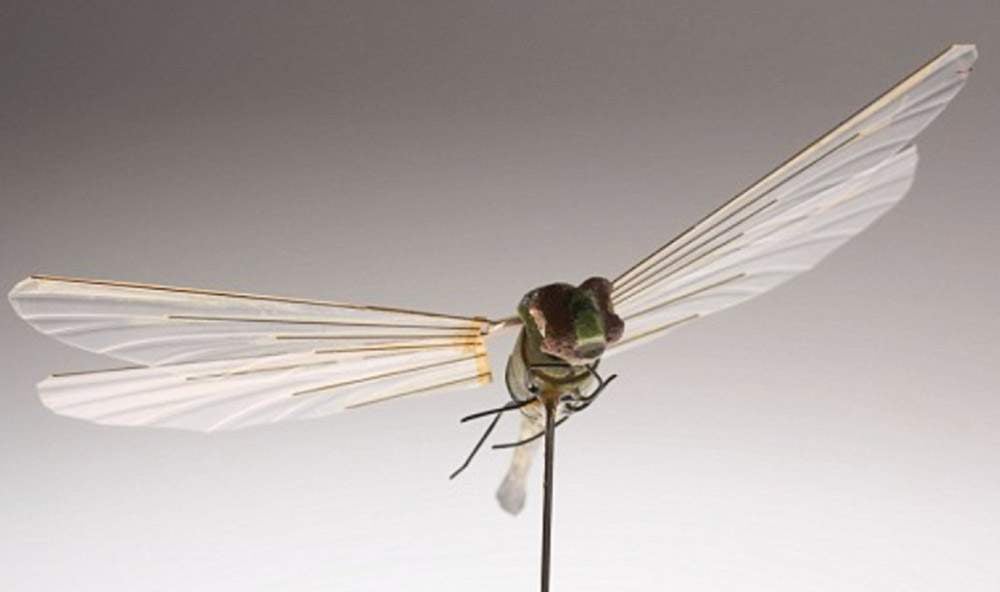 Dragonfly bug