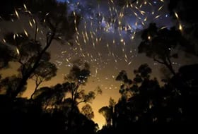 Fireflies