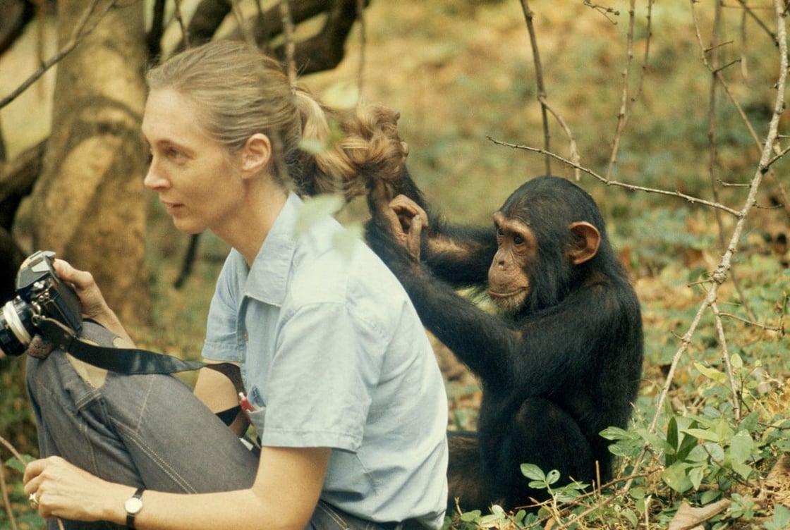 Dr Jane Goodall