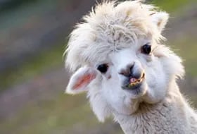 Llama