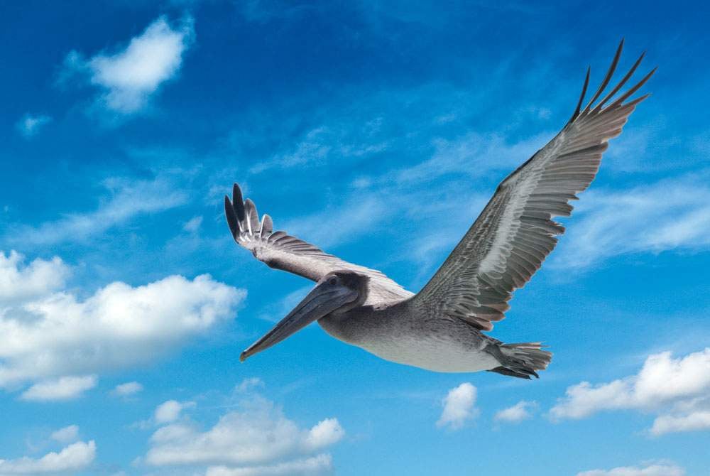 Pelican