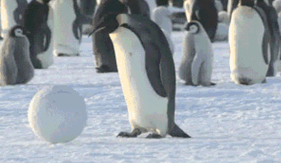 Penguins