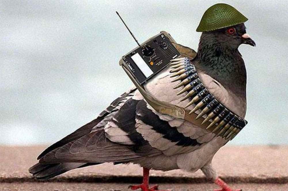 Pigeon spy