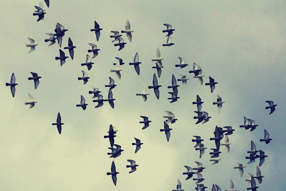 Pigeons