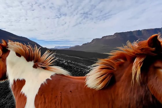 Ponies