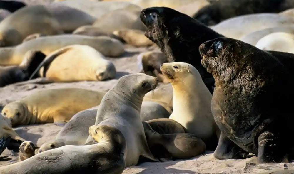 Sea Lions