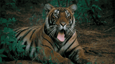 Tiger Tiger