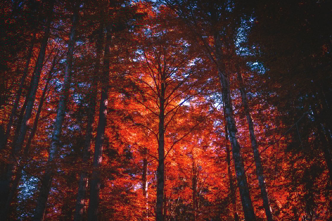 Trees