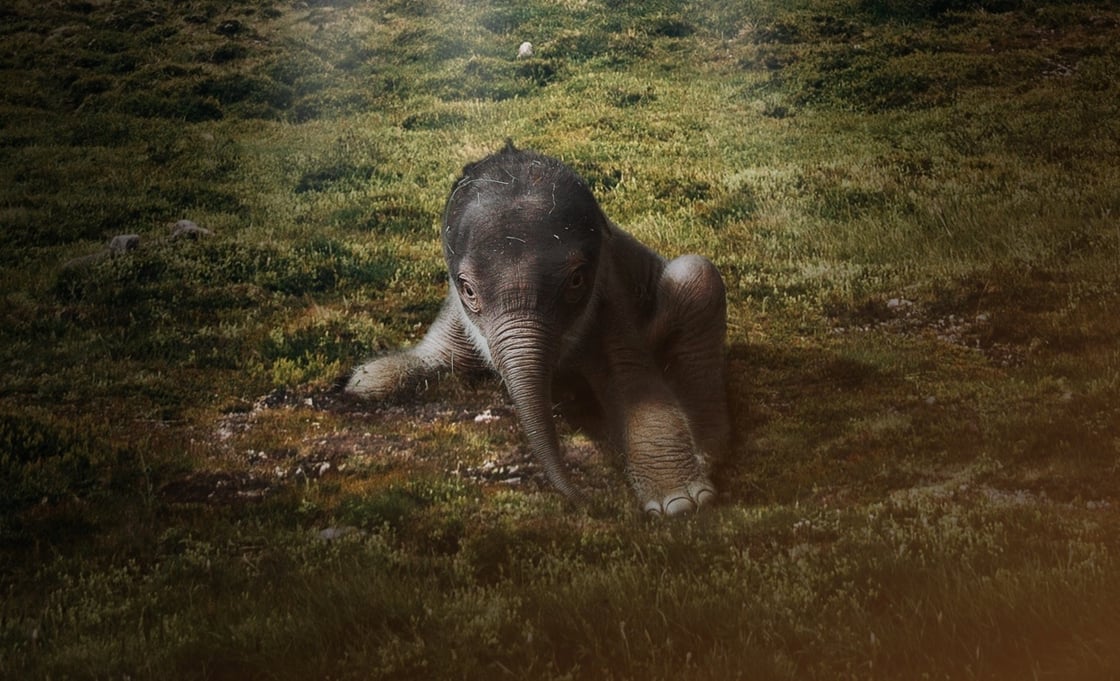 baby-mammoth