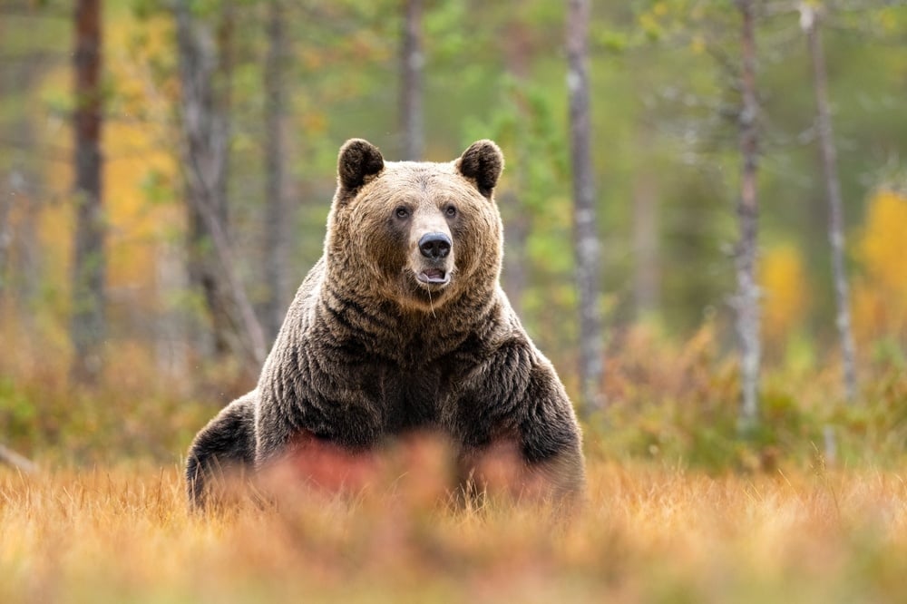bear