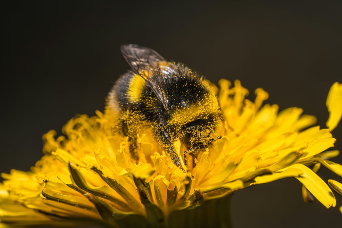 bee