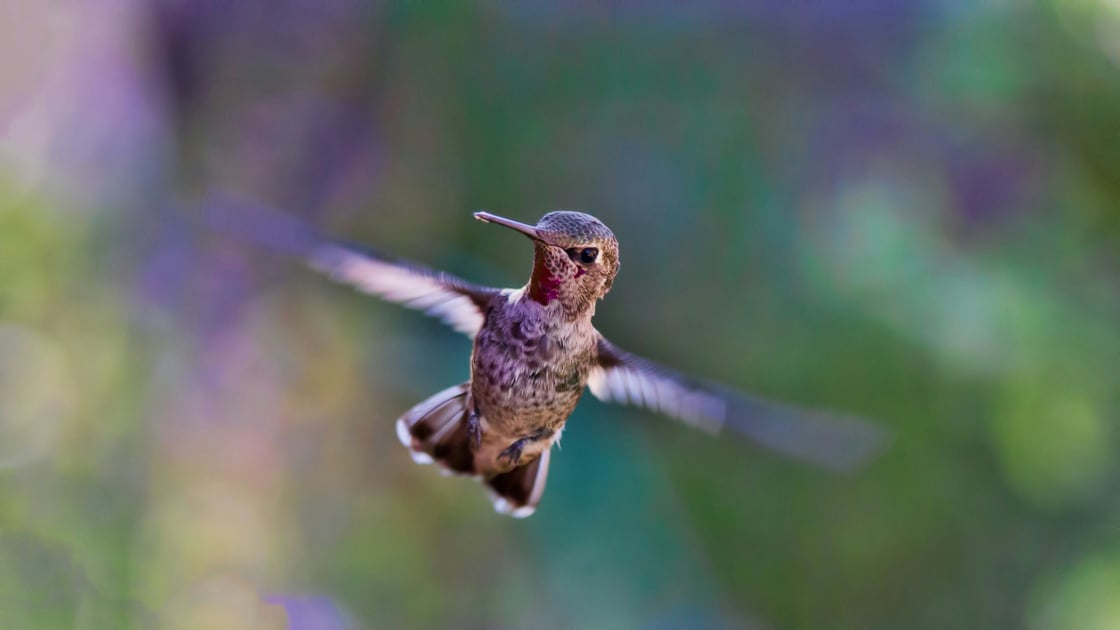 bird-2