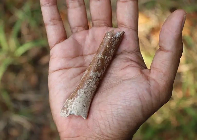 bone-1