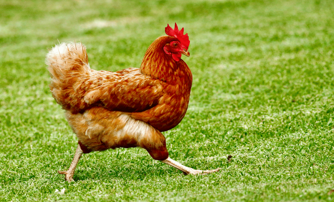 chicken
