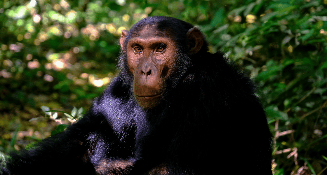 chimp