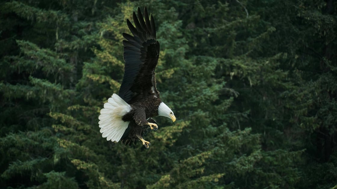 eagle2