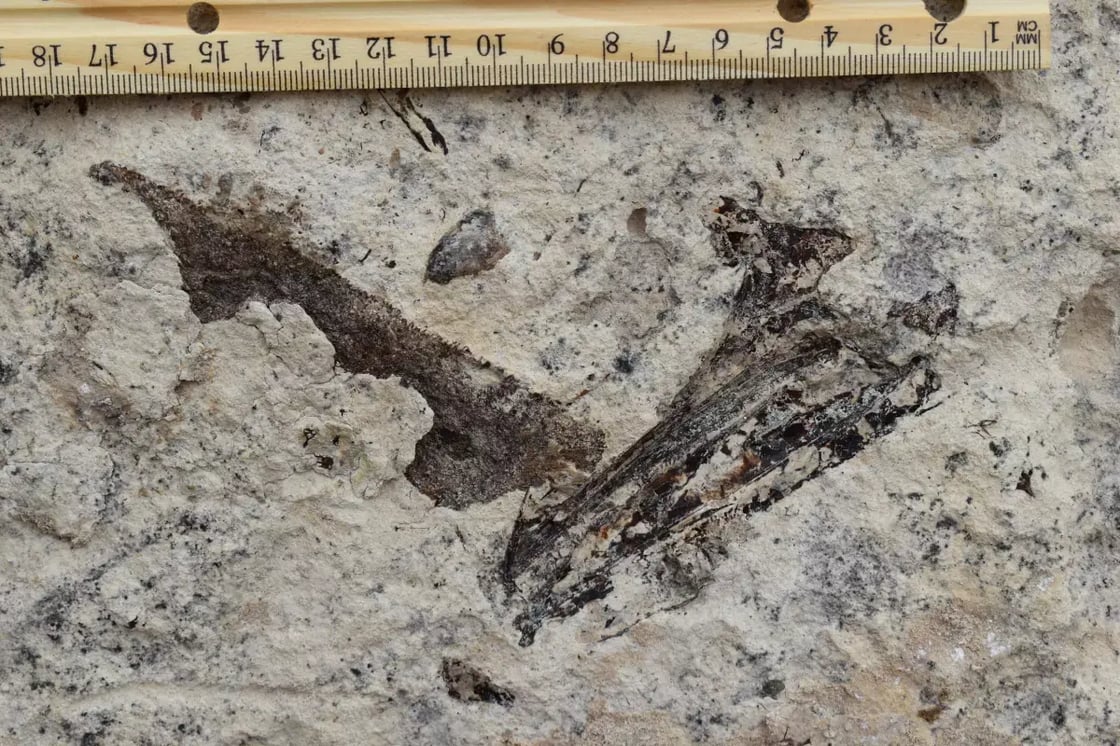fossil-2