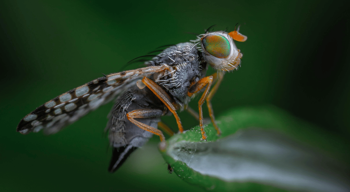 fruitfly