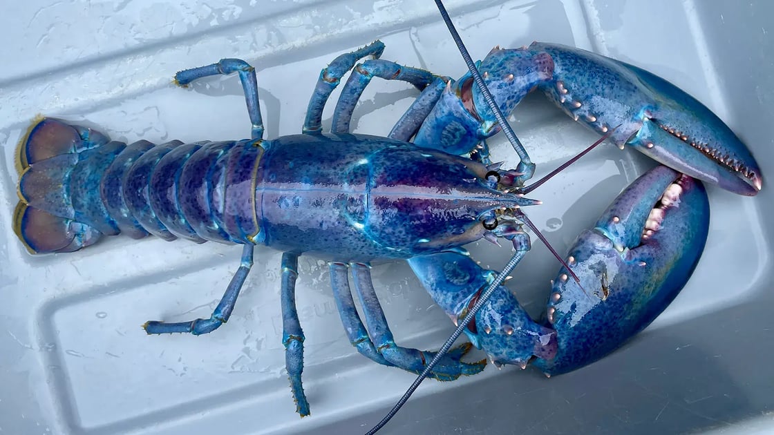 lead-lobster