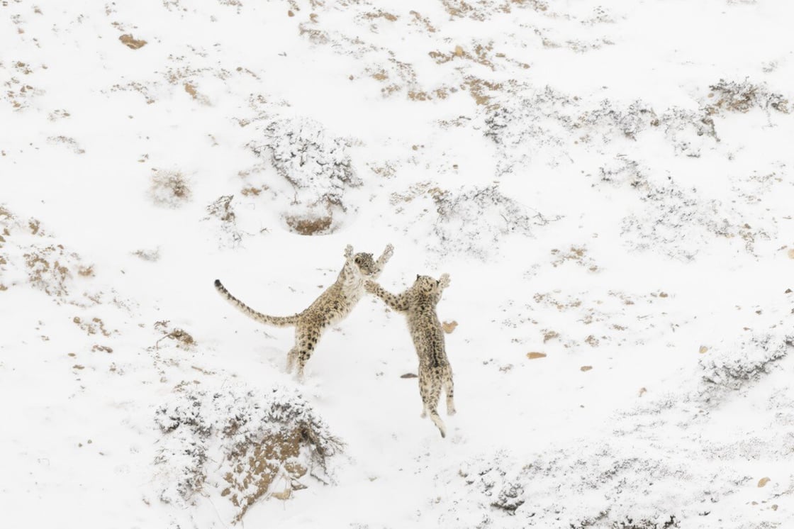 leopards