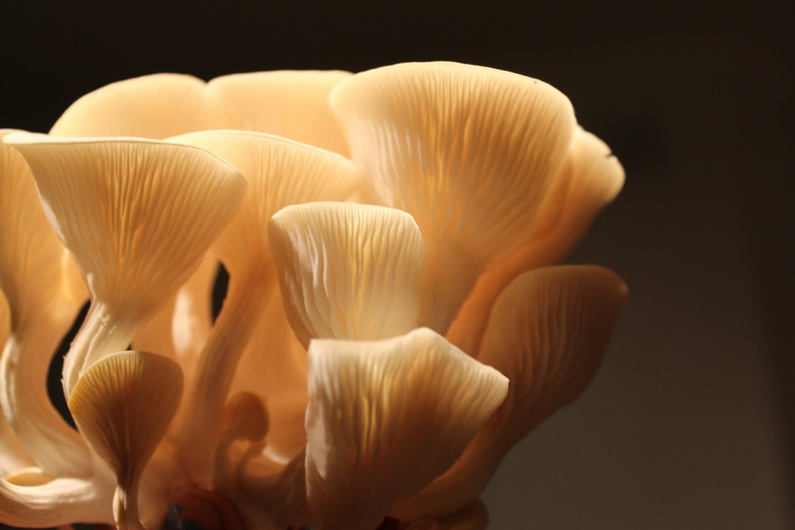 mushroom