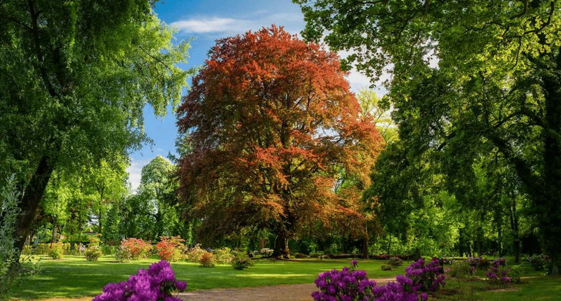 nature-1