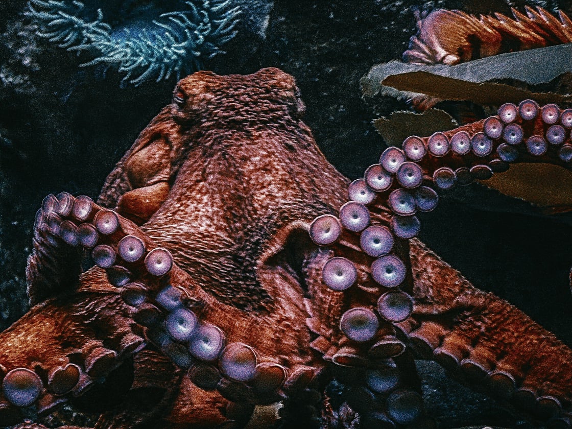 octopus-1