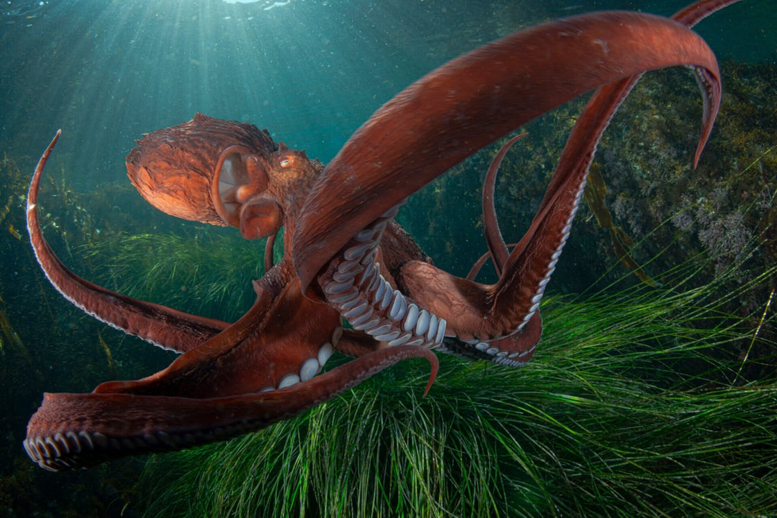 octopus