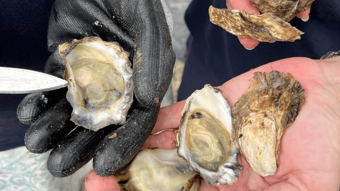 oyster