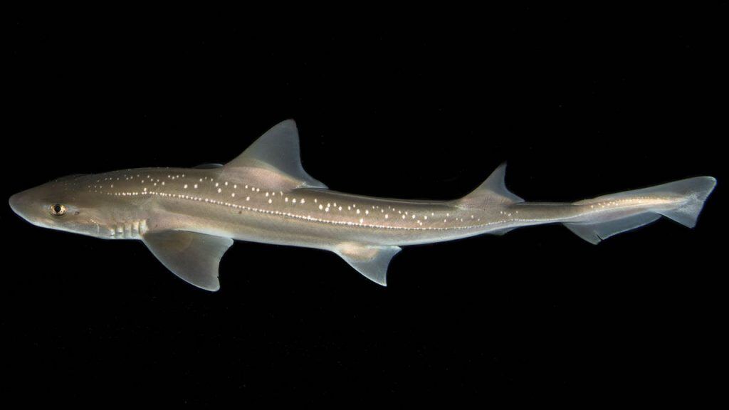 rigshark