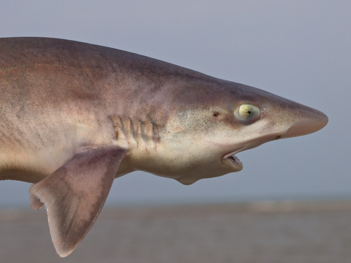 shark