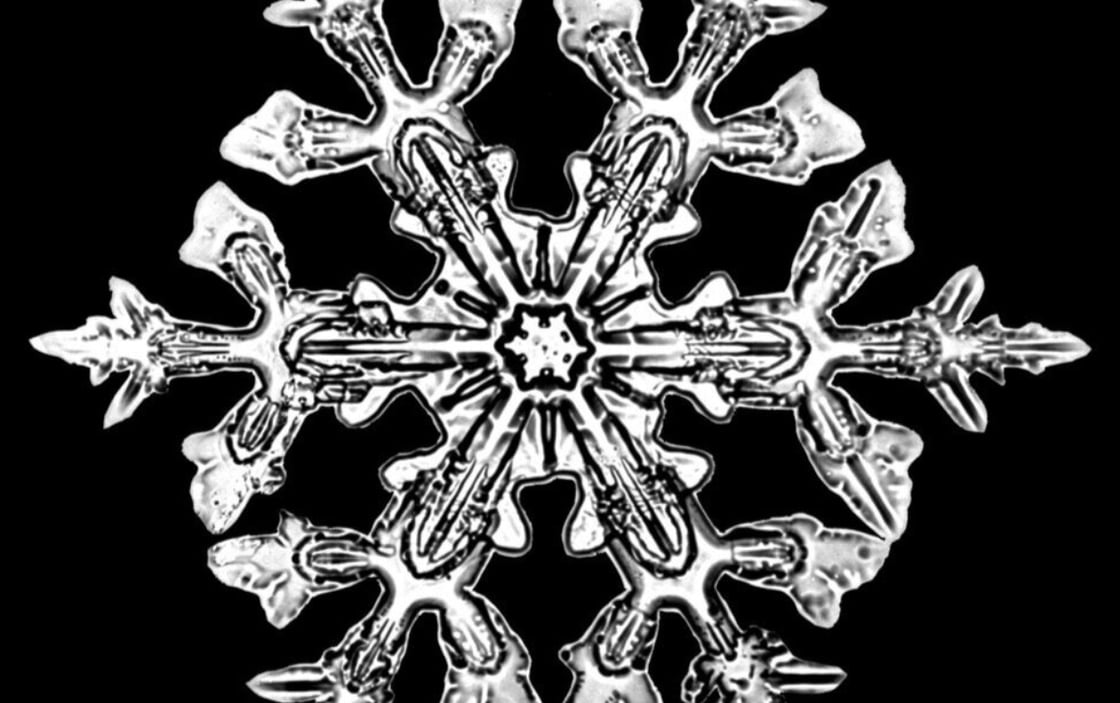 snowflakewilson