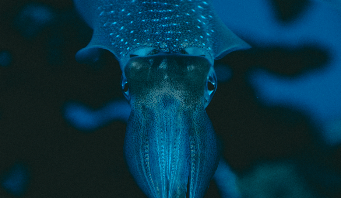 squid