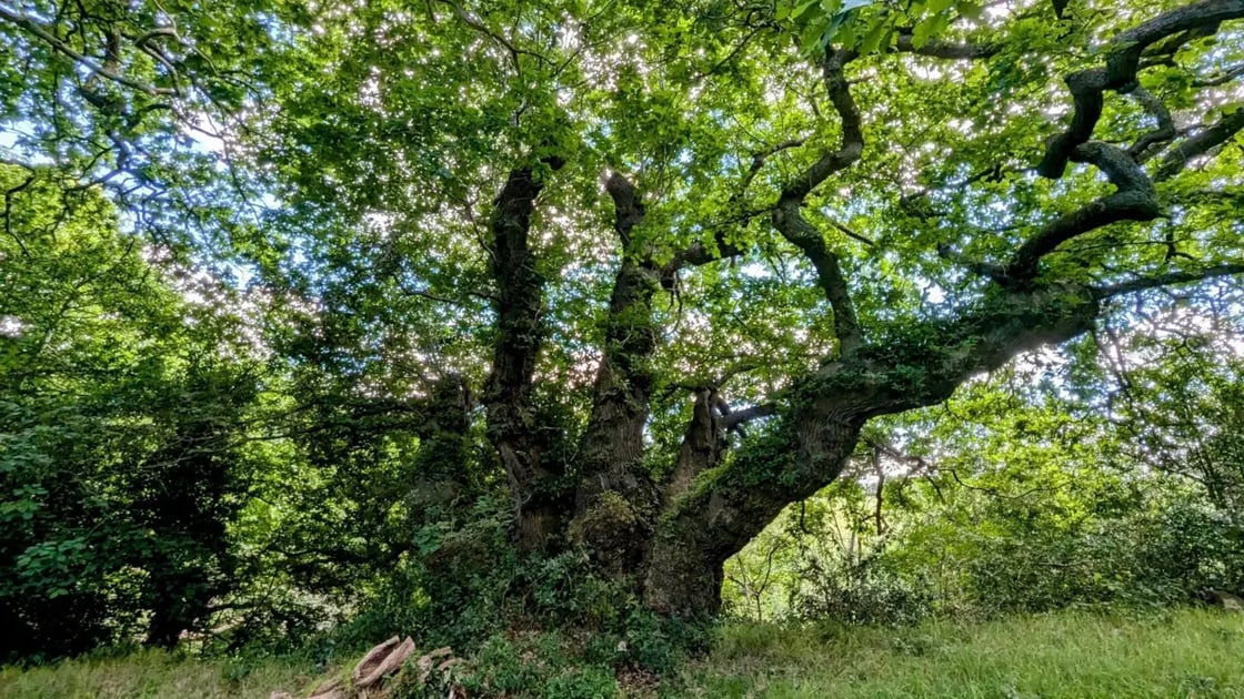 tree