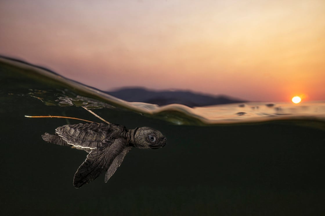 turtle