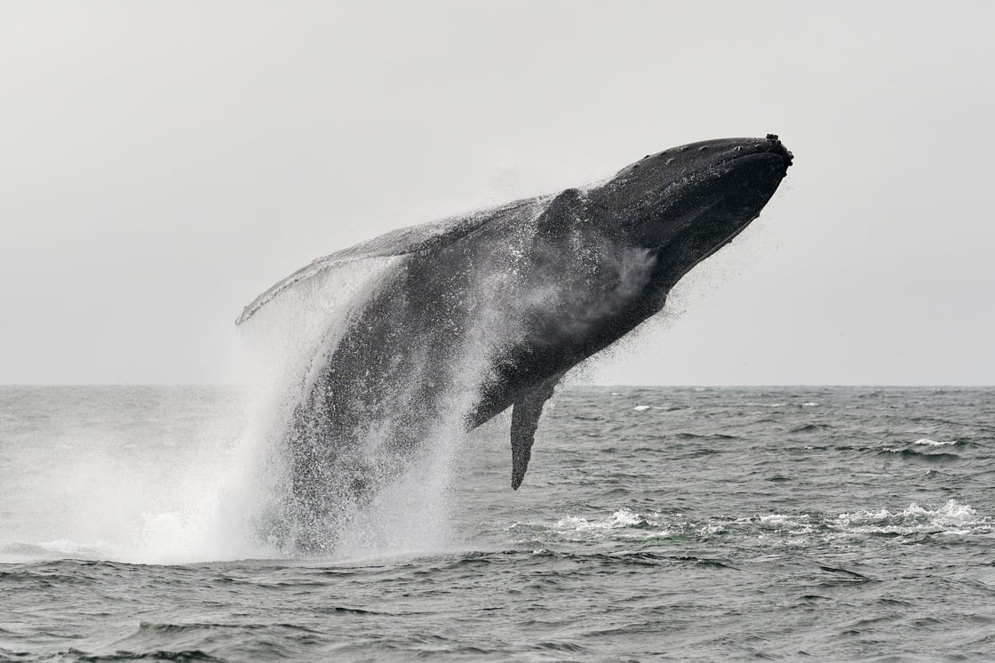 whale-1